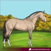 Horse Color:Bay Dun