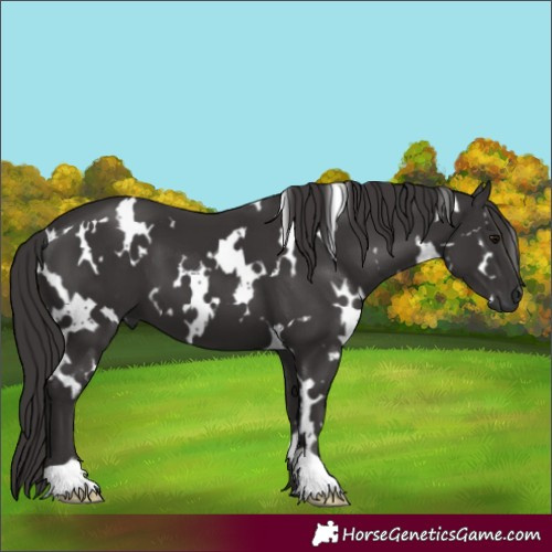 Horse Color:White Spotted Smoky Black 