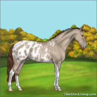 Horse Color:Classic Champagne Dun Tobiano Appaloosa Rabicano 