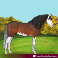 Horse Color:Brown Splash