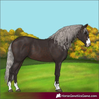 Horse Color:Silver Brown 