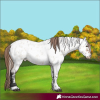 Horse Color:Bay Roan Dun Appaloosa