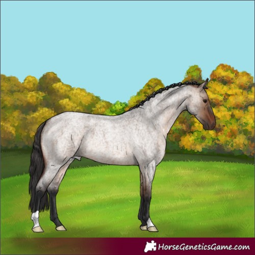 Horse Color:Brown Roan Dun 
