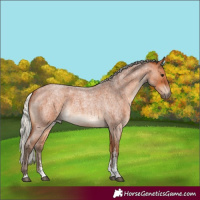 Horse Color:Silver Bay Roan Sabino 