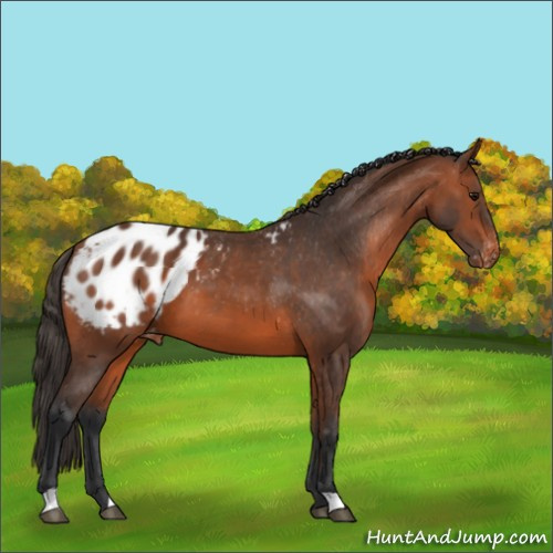 Horse Color:Bay Appaloosa 