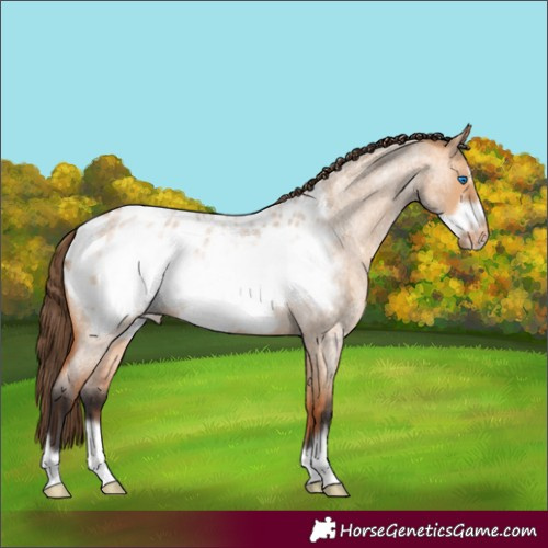 Horse Color:Bay Roan Dun Frame Blanket 