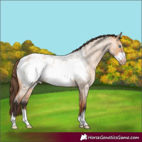 Horse Color:Bay Roan Dun Frame Appaloosa 