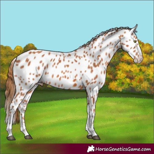 Horse Color:Chestnut Appaloosa 