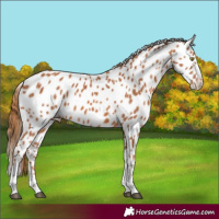 Horse Color:Chestnut Appaloosa 