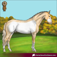 Horse Color:Palomino Roan Frame 