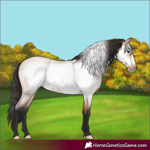 Horse Color:Bay Roan Dun Frame 