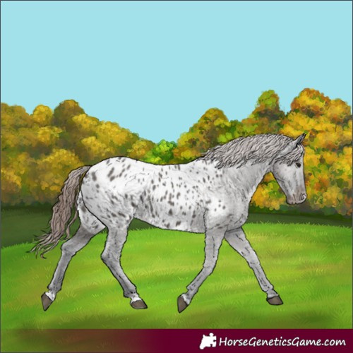 Horse Color:Grullo Appaloosa 