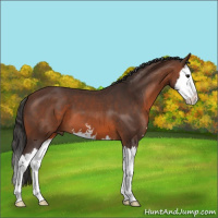 Horse Color:Brown Sabino Splash