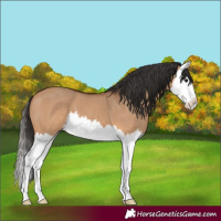 Horse Color:Bay Dun Splash 