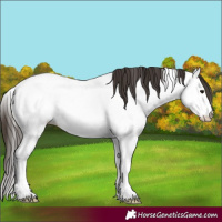 Horse Color:White Spotted Bay Tobiano Appaloosa
