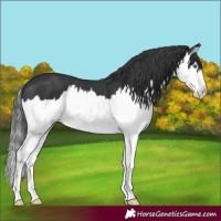 Horse Color:Black Splash