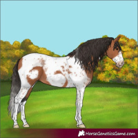 Horse Color:Bay Tobiano Frame