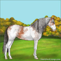 Horse Color:White Spotted Bay 