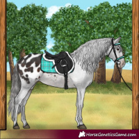 Horse Color:Brown Appaloosa 