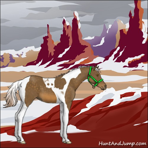Horse Color:Chocolate Palomino Tobiano