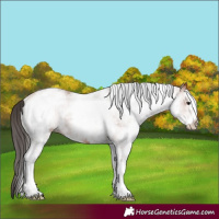 Horse Color:White Spotted Bay Rabicano