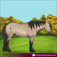 Horse Color:Void Bay Dun