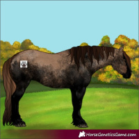 Horse Color:Void White Spotted Red Dun Splash 