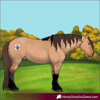 Horse Color:Void Bay Dun Tobiano 