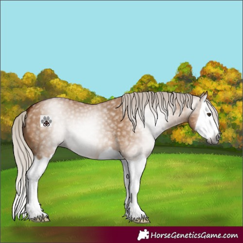 Horse Color:Gray Silver Bay Dun Splash 