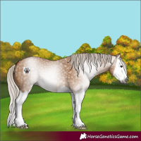Horse Color:Gray Silver Bay Dun Splash 