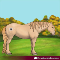 Horse Color:Gold Champagne 