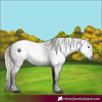 Horse Color:Gray Void Palomino Dun Splash Appaloosa 