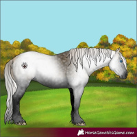 Horse Color:Gray Void Silver Buckskin Roan Dun Splash