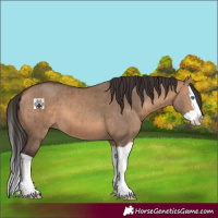 Horse Color:Bay Dun Splash Brindle 