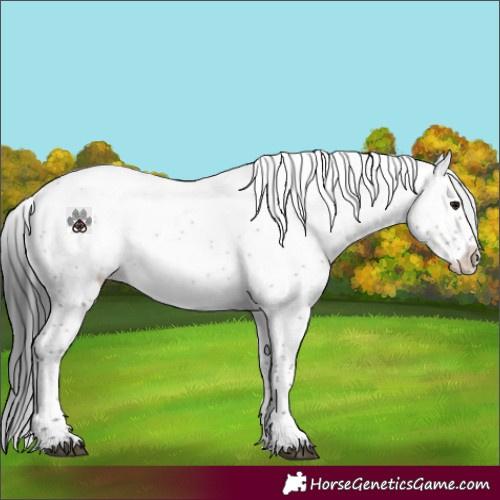 Horse Color:White Spotted Brown Dun Varnish 