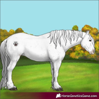 Horse Color:White Spotted Brown Dun Varnish 