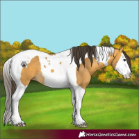 Horse Color:Buckskin Splash Tobiano 