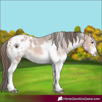 Horse Color:White Spotted Bay Tobiano Appaloosa