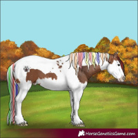 Horse Color:Painted Bay Splash Tobiano