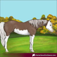 Horse Color:Silver Black Splash 