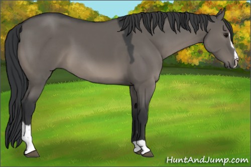 Horse Color:Grullo Sabino 