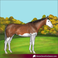 Horse Color:Bay Splash 