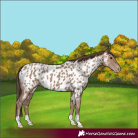 Horse Color:Classic Champagne Appaloosa 