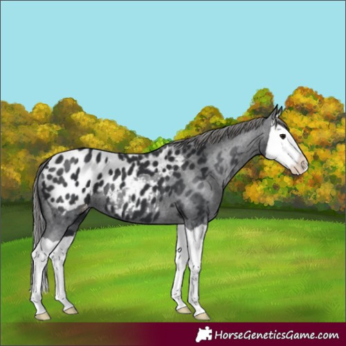 Horse Color:Black Splash Near Leopard