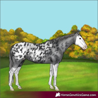 Horse Color:Black Splash Appaloosa 