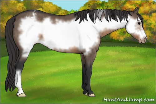 Horse Color:Brown Dun Frame Varnish