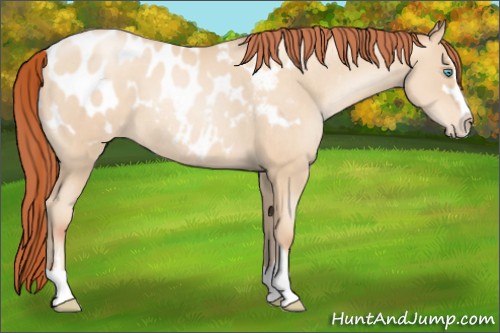 Horse Color:Sable Cream Champagne Pearl Sabino Appaloosa 