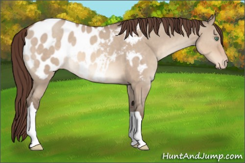 Horse Color:Sable Champagne Dun Appaloosa 