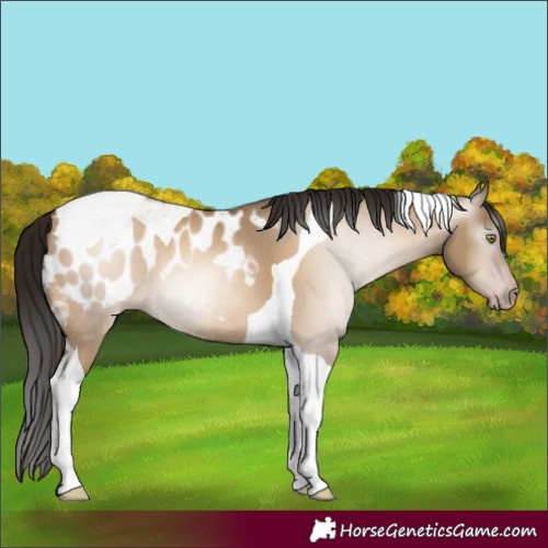 Horse Color:Gray Sable Champagne Dun Tobiano Appaloosa 