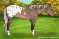 Horse Color:Silver Brown Dun Appaloosa 